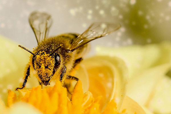 Une abeille en train de butiner une fleur