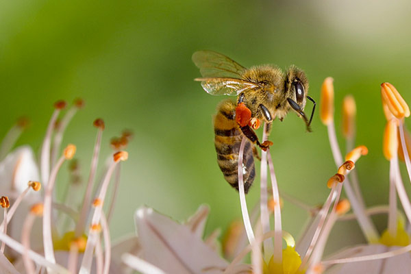 Dodoshop soutient la journée mondiale des abeilles avec son t-shirt Lune de miel ! Une abeille en train de butiner une fleur
