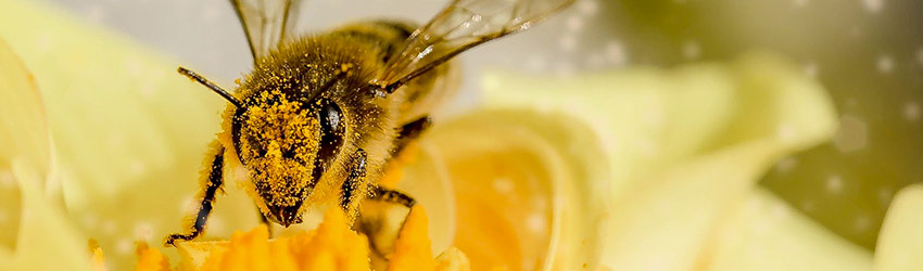 Dodoshop soutient la journée mondiale des abeilles avec son t-shirt Lune de miel ! Une abeille en train de butiner une fleur