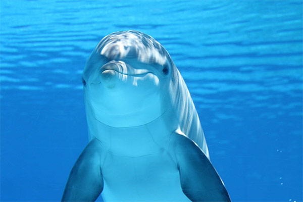 La journée mondiale des océans Dauphin sous l'océan
