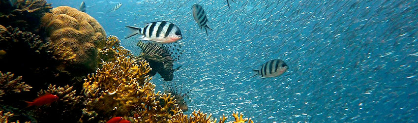 La journée mondiale des océans Faune marine avec des rochers et des poissons