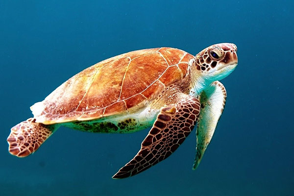 La journée mondiale des océans Tortue de mer sous l'océan
